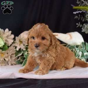 Carly, Maltipoo Puppy