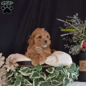 Carly, Maltipoo Puppy
