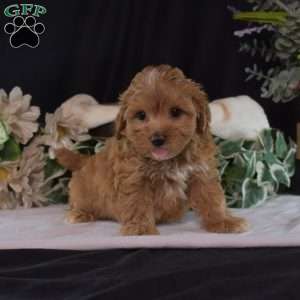 Carly, Maltipoo Puppy