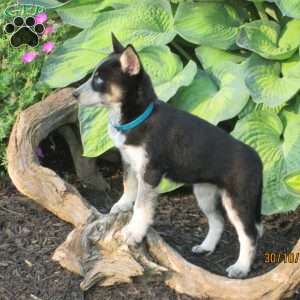 Carly, Siberian Husky Mix Puppy