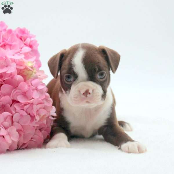Caroline, Boston Terrier Puppy
