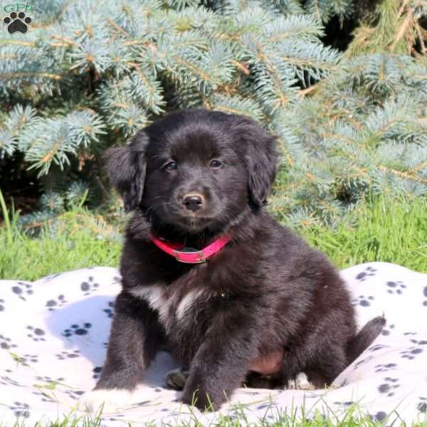 Caroline, Golden Retriever Mix Puppy