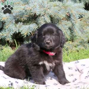 Caroline, Golden Retriever Mix Puppy