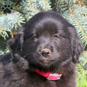 Caroline, Golden Retriever Mix Puppy
