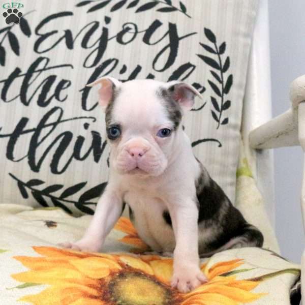 Carson, Boston Terrier Puppy