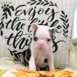 Carson, Boston Terrier Puppy