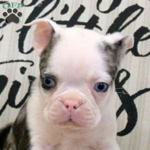 Carson, Boston Terrier Puppy