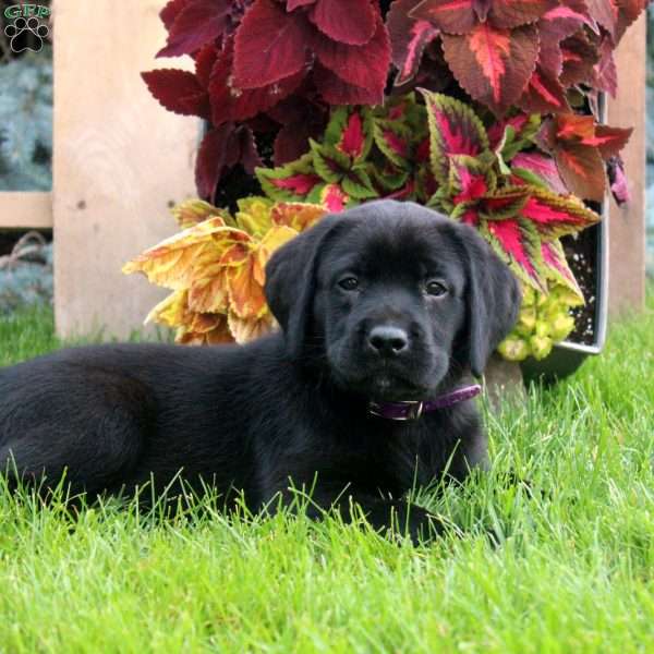 Carter, Black Labrador Retriever Puppy