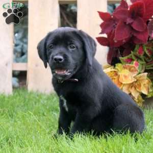 Carter, Black Labrador Retriever Puppy