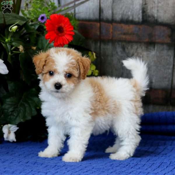 Carter, Bich-Poo Puppy