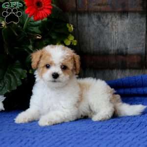 Carter, Bich-Poo Puppy