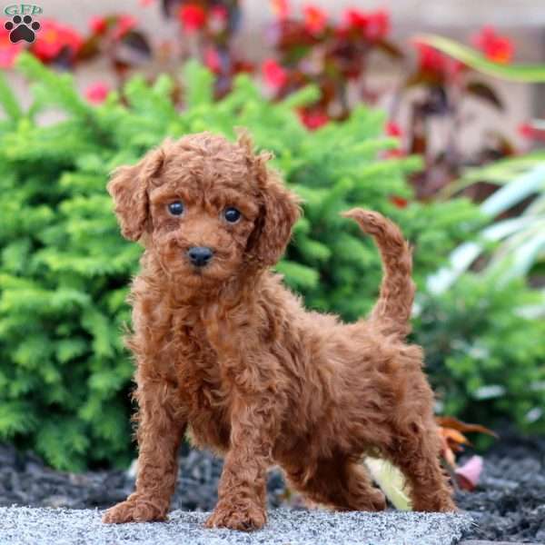 Casey, Miniature Poodle Puppy