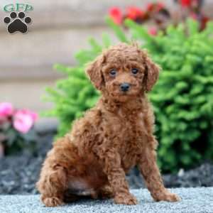 Casey, Miniature Poodle Puppy