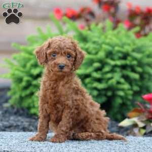 Casey, Miniature Poodle Puppy
