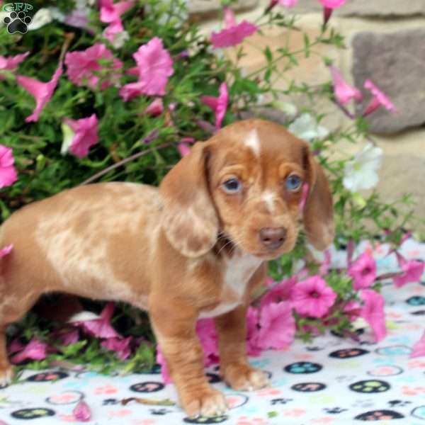 Cass, Dachshund Puppy