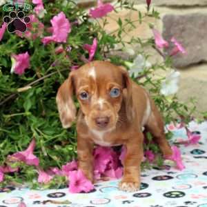 Cass, Dachshund Puppy