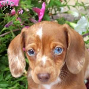 Cass, Dachshund Puppy