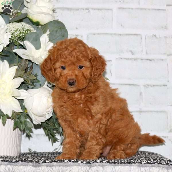 Cassidy, Mini Goldendoodle Puppy