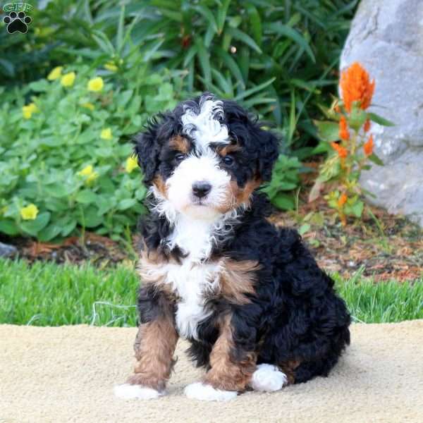 Cassidy, Mini Bernedoodle Puppy