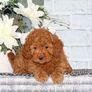 Cassidy, Mini Goldendoodle Puppy