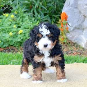 Cassidy, Mini Bernedoodle Puppy