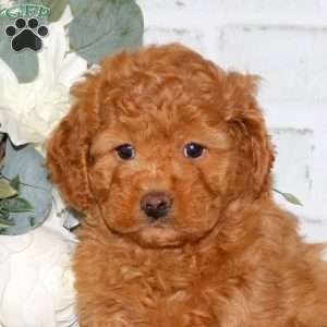 Cassidy, Mini Goldendoodle Puppy