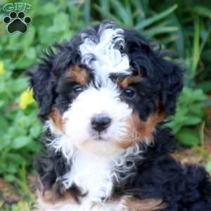 Cassidy, Mini Bernedoodle Puppy