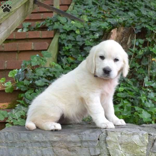 Cassie, English Cream Golden Retriever Puppy