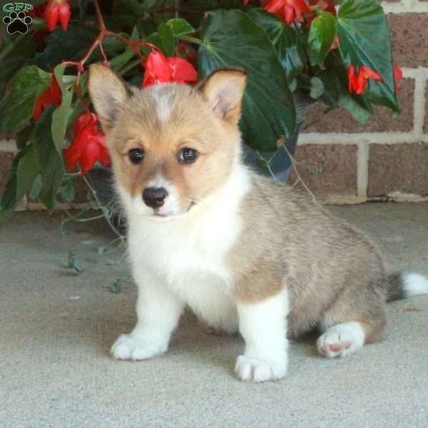 Cassie, Pembroke Welsh Corgi Puppy
