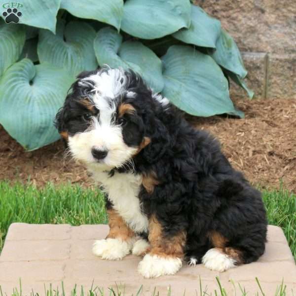 Cassie, Mini Bernedoodle Puppy