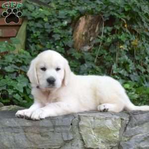Cassie, English Cream Golden Retriever Puppy
