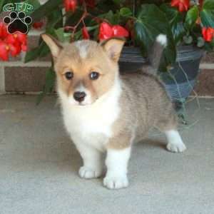 Cassie, Pembroke Welsh Corgi Puppy