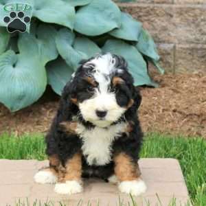 Cassie, Mini Bernedoodle Puppy
