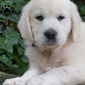 Cassie, English Cream Golden Retriever Puppy