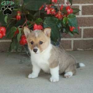Cassie, Pembroke Welsh Corgi Puppy