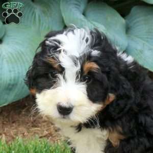 Cassie, Mini Bernedoodle Puppy