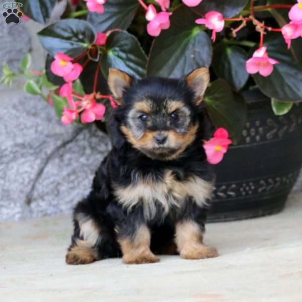 Cassie, Yorkie Puppy