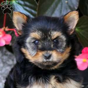 Cassie, Yorkie Puppy