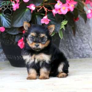 Cassie, Yorkie Puppy
