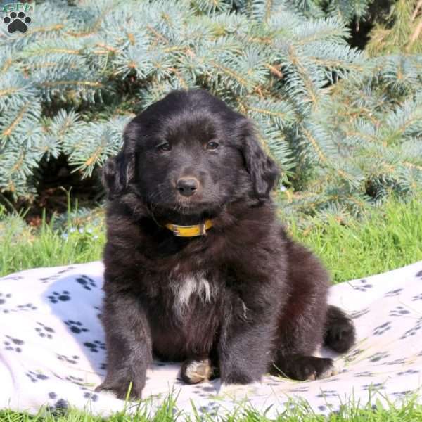 Cathy, Golden Retriever Mix Puppy