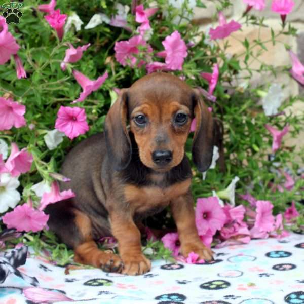 Cathy, Dachshund Puppy