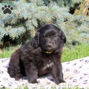 Cathy, Golden Retriever Mix Puppy