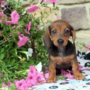 Cathy, Dachshund Puppy