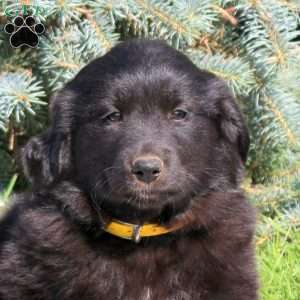 Cathy, Golden Retriever Mix Puppy