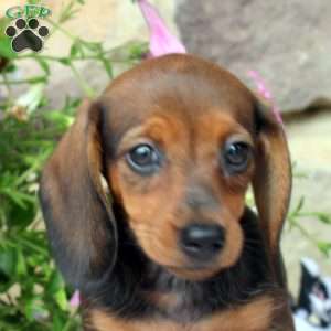 Cathy, Dachshund Puppy
