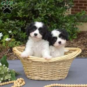 Karly, Cavachon Puppy