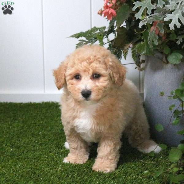 Cayla, Bich-Poo Puppy
