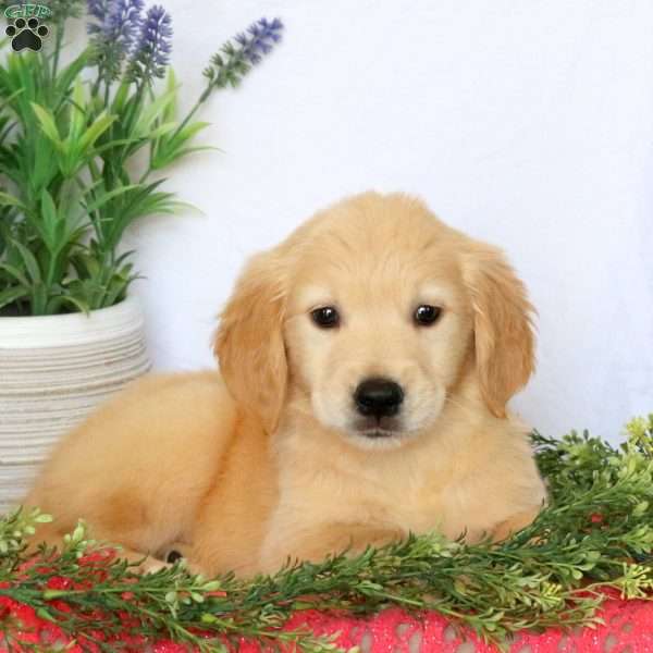 Cayla, Golden Retriever Puppy
