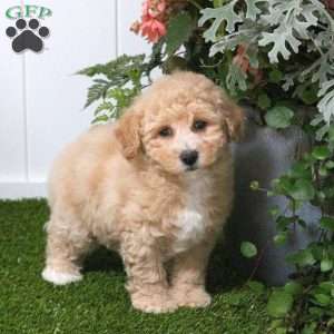 Cayla, Bich-Poo Puppy