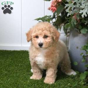 Cayla, Bich-Poo Puppy